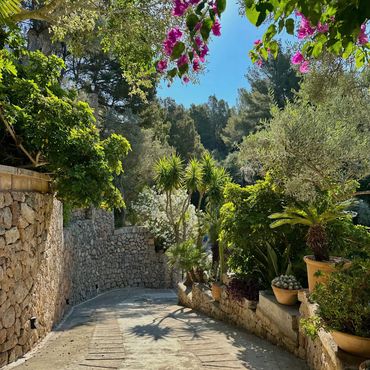 Stone pathway lined with lush greenery and potted plants on a sunny day.