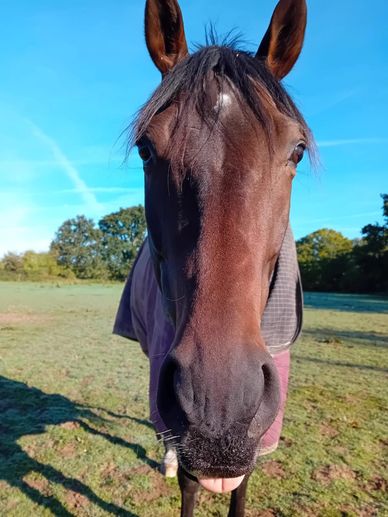 Close-up of a horse sticking out its tongue in a sunny field.