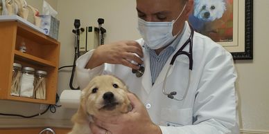 We are currently taking Deposits from approved families on our two upcoming litters. Please fill ou