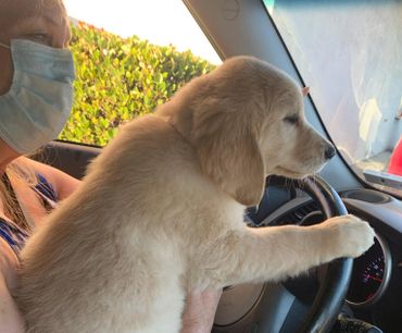 Ok but you shouldn't let them drive this young when they go home!