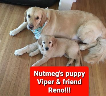 Viper went home to another Golden with his family.