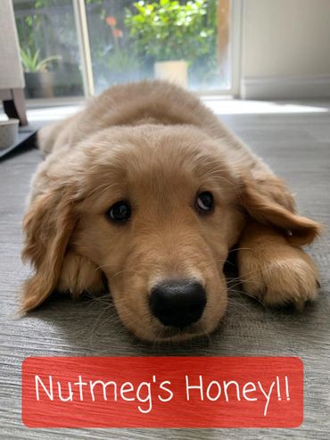 Sweet Honey waiting to see what her Puppy Parents will do next!