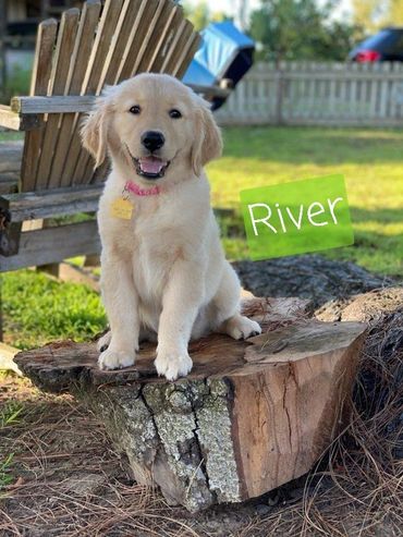 River enjoying the outdoors with his Puppy Parents