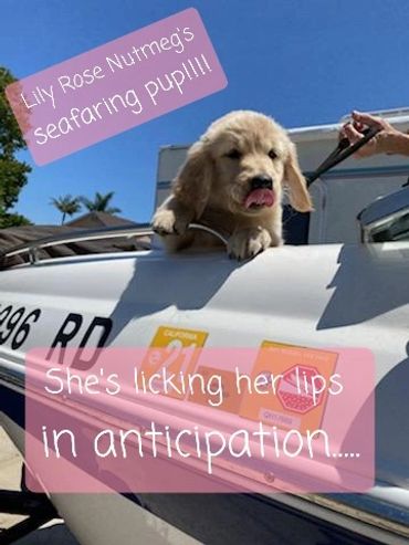 Lily exploring with her new Puppy Parents!