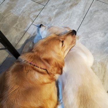 Nutmeg and Bella cuddling.