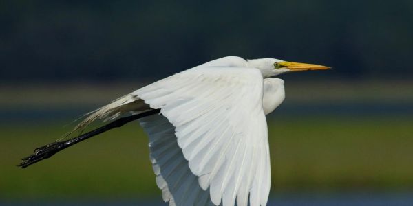 A great egret glides gracefully over a natural landscape.