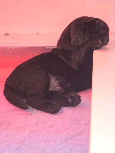 A black puppy sleeping with its head resting on a white surface.