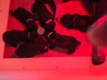 Six black puppies with colored collars eating together under red light.