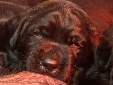 Close-up of a sleepy black puppy resting.