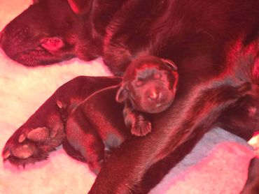 Newborn puppy cuddling with its mother under warm red light.
