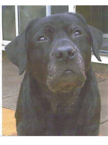 Close-up of a black dog with a gray muzzle looking upwards.