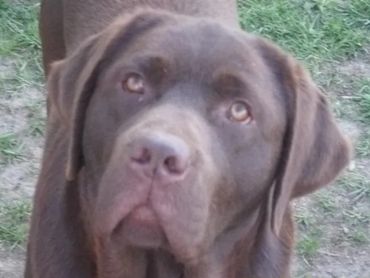 Close-up of a chocolate Labrador retriever with soulful eyes outdoors.