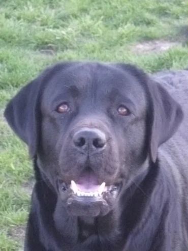 Close-up of a black Labrador retriever with a happy expression outdoors.