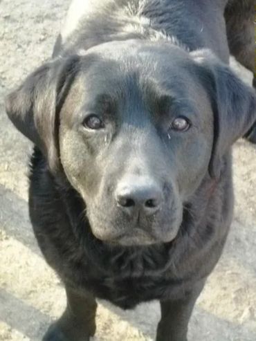 Close-up of a black Labrador retriever looking at the camera.