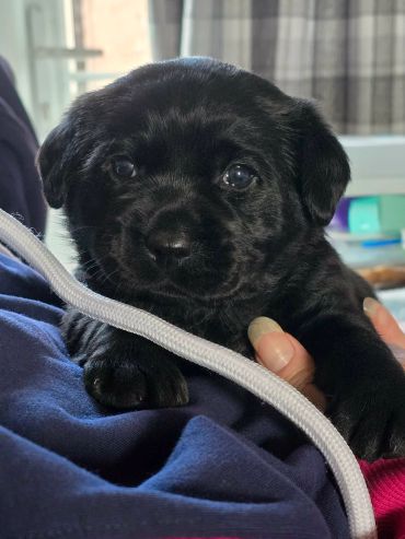 Close-up of a black puppy being held gently indoors.