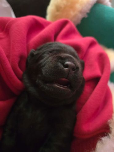 Close-up of a newborn black puppy wrapped in a red blanket.