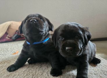 Two adorable black Labrador puppies sitting on a carpet indoors.
