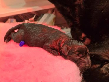 Newborn puppy sleeping peacefully on a soft pink blanket beside its mother.