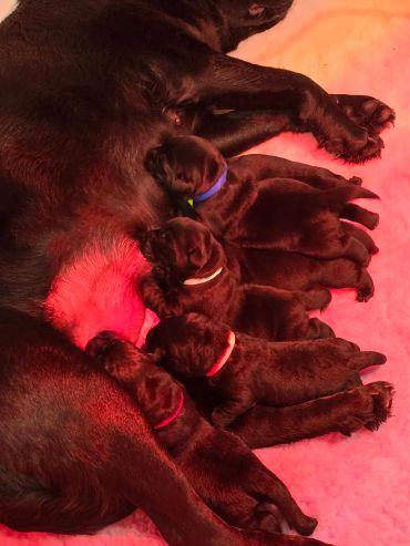 Newborn puppies nursing from their mother on a warm pink blanket.