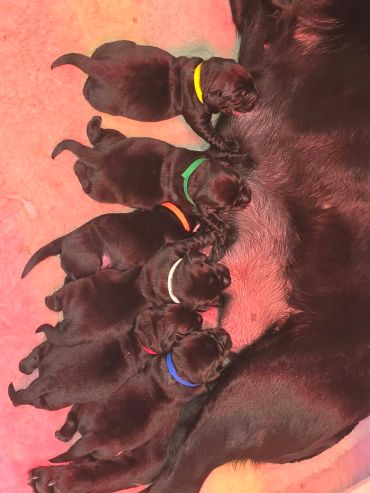 Five newborn puppies nursing from their mother, each wearing a different colored collar.