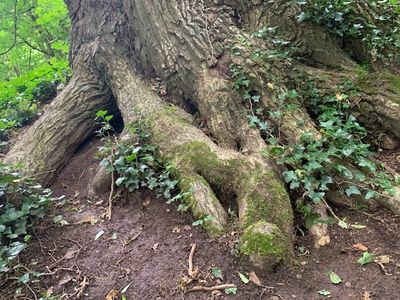 root cause healing functional healthcare