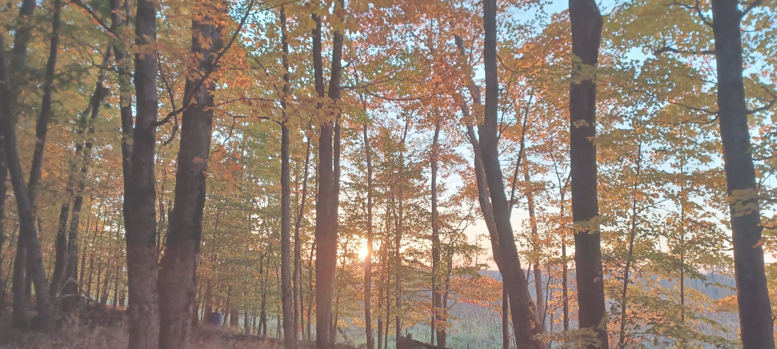 Sunset through autumn trees in a forest.