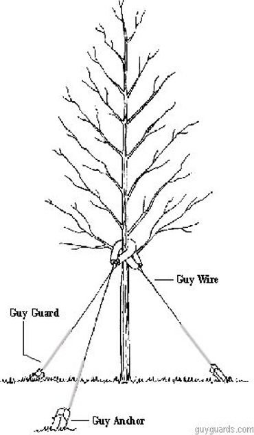 guy wire installation on a tree