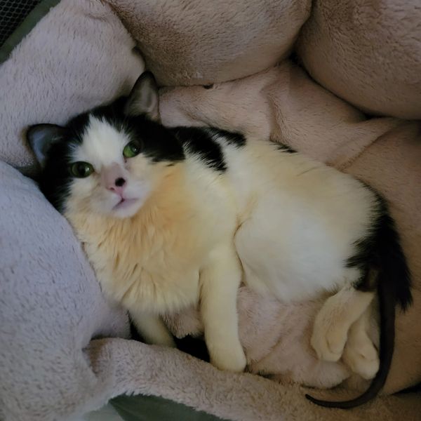 Tinkerbell, a tiny adult cat, had dwarfism in addition to Severe CH.