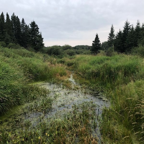 The Greenwater Creek