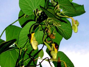 Aristolochia tomentosa Wooly Dutchmens Pipevine Flower Native Butterfly Host Potted Plant