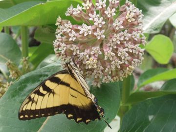 Tiger Swallowtail Butterfly on Common Milkweed Native Wildflower Butterfly Host Potted Plant