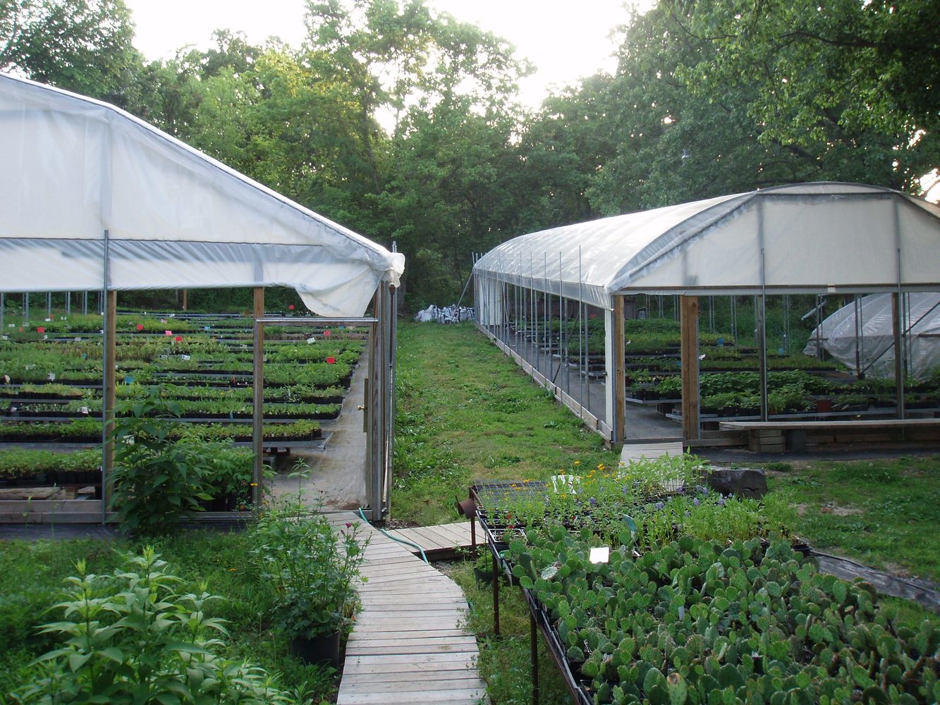 Greenhouses - Easywildflowers  Plant nursery Mail order Native Potted Plants Flowers Shrubs & Vines 