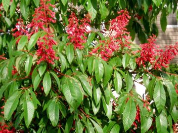 Aesculus Pavia Red Buckeye Shrub attracts Hummingbirds native wildflower potted plants