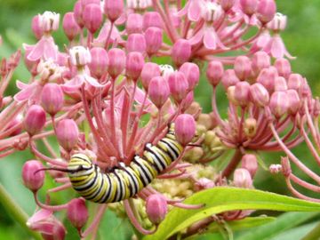 Monarch Caterpillar on Asclepias incarnata Swamp Milkweed Native Wildflower Butterfly Host Plant