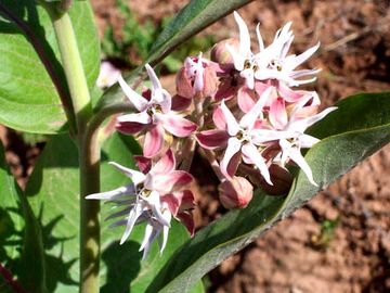Asclepias speciosa, Showy Milkweed Butterfly host plant for Monarch butterfly 