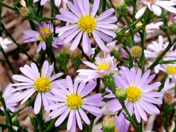Aster oolentangiensis Sky Blue Aster Native Wildflower Butterfly Host Potted Plants Symphyotrichum