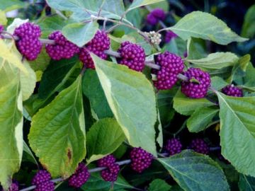 Callicarpa americana French Mulberry Large Showy Shrub, Fruits attract Songbirds native potted plant