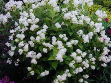 Ceanothus americanus New Jersey Tea Small Shrub, native wildflower butterfly host potted plant