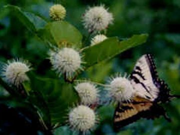 Tiger Swallowtail on Cephalanthus occidentalis Button Bush Native Wildflower Butterfly Host Plants