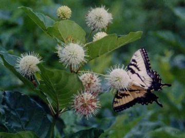 Cephalanthus occidentalis Common Buttonbush Shrub with Tiger Swallowtail Butterfly - Potted Plants