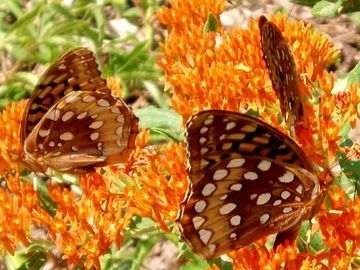Fritillary Butterfly on Butterfly Milkweed Native Wildflower Butterfly Host Potted Plant