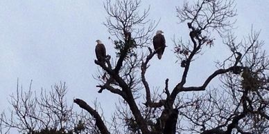 Bald Eagles at Overton Fisheries