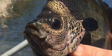 Overton Fisheries Fish Farm & Hatchery Stocks Coppernose Bluegill & Redear Sunfish in Texas Lakes 