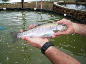 Overton Fisheries Fish Farm & Hatchery Stocks Texas Lakes & Ponds with Rainbow Trout 