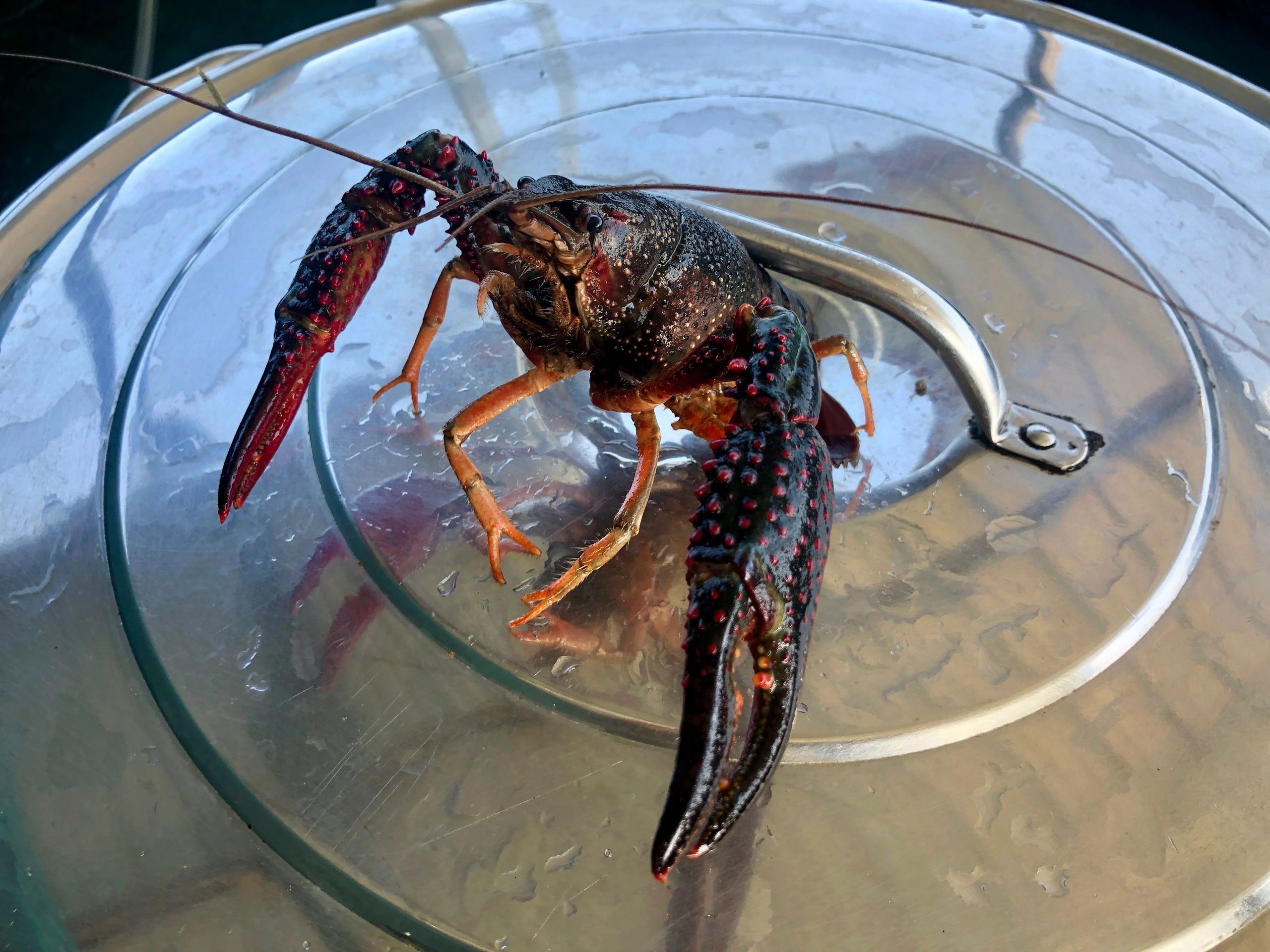Overton Fisheries offers Red Swamp Crawfish starter stock for Texas lakes and ponds.   
