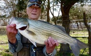 George Glazener with Trophy Texas Pond Raised Hybrid Striper stocked by Overton Fisheries