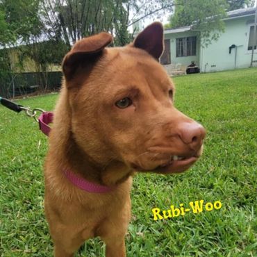 Rubi-Woo fostered in Miami Nch, Ed and Chynna