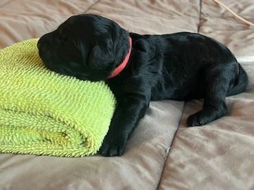 Red - Female Golden Doodle