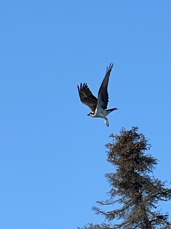 Osprey nest on the island