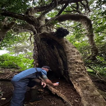 Bat surveys and arborist supervison of trees with bats